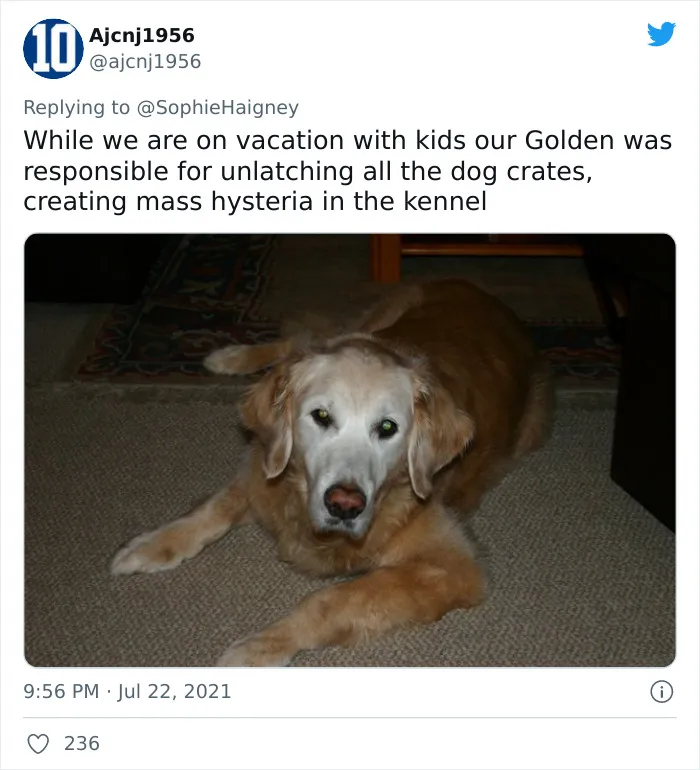32 Times When Dogs Got Kicked Out Of Daycare For The Funniest Reasons, Shared By Owners Online