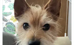 32 Times When Dogs Got Kicked Out Of Daycare For The Funniest Reasons, Shared By Owners Online