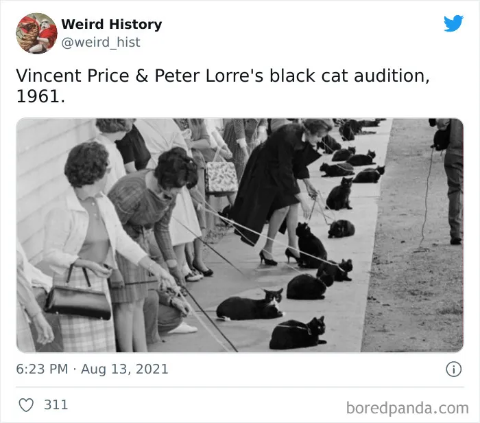 People and black cats lined up on a sidewalk for a unique 1961 black cat audition, a weird history trivia moment.