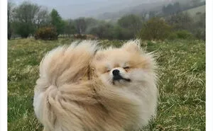 This Twitter Account Rates People's Dogs And It's Hilarious (50 New Pics)