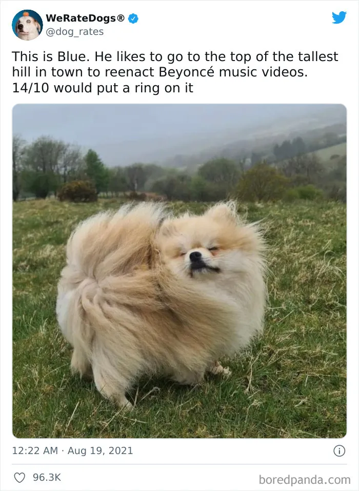 Dog-Rates-Twitter