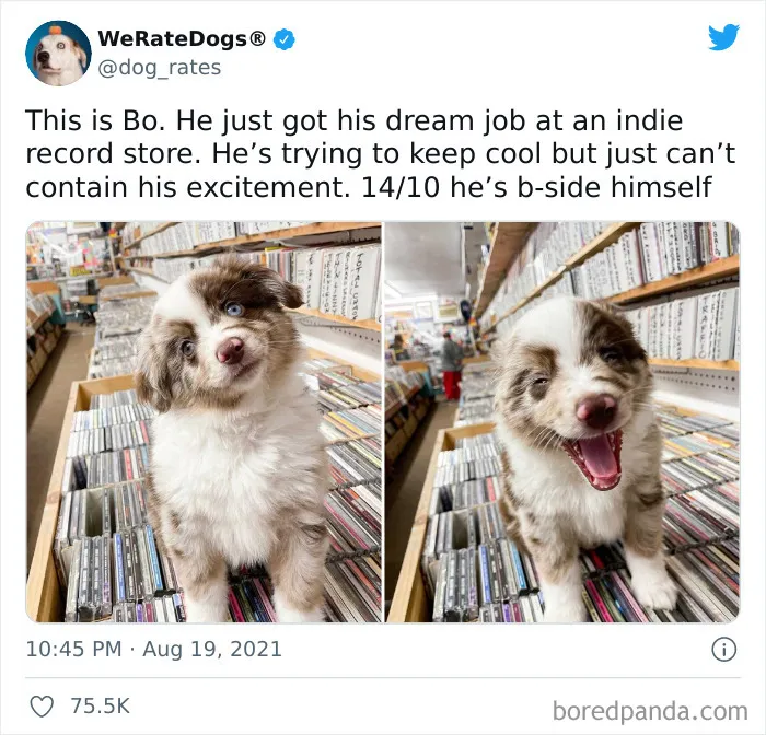 This Twitter Account Rates People's Dogs And It's Hilarious (50 New Pics)