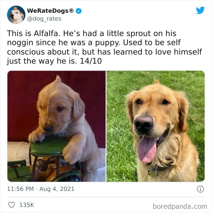 This Twitter Account Rates People's Dogs And It's Hilarious (50 New Pics)