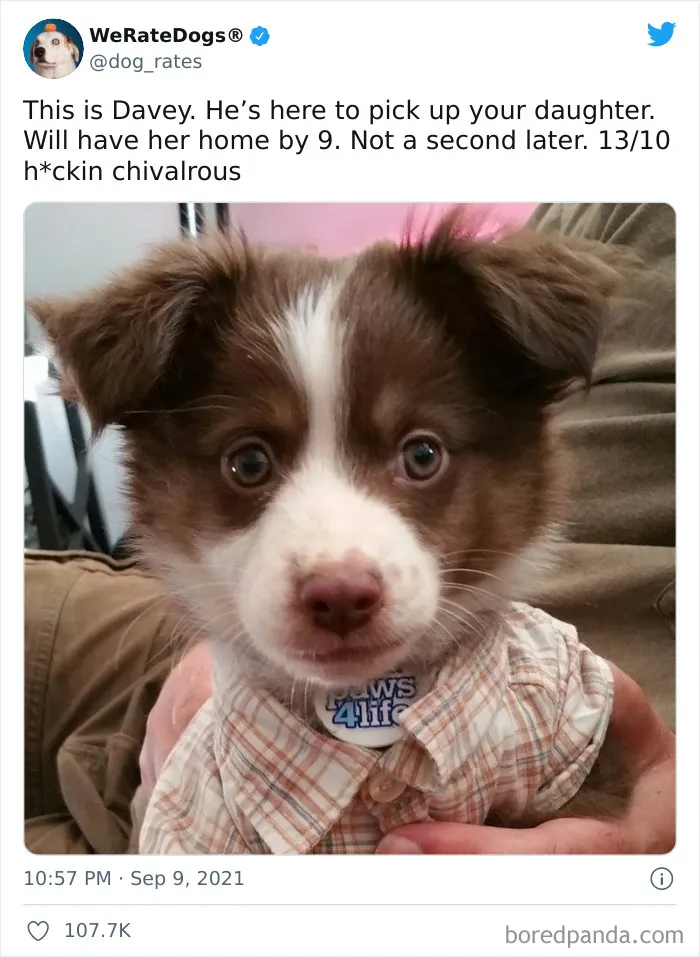 This Twitter Account Rates People's Dogs And It's Hilarious (50 New Pics)