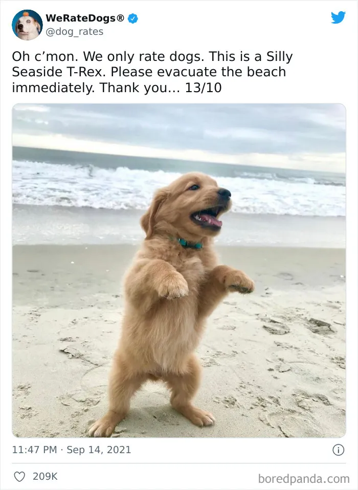 This Twitter Account Rates People's Dogs And It's Hilarious (50 New Pics)