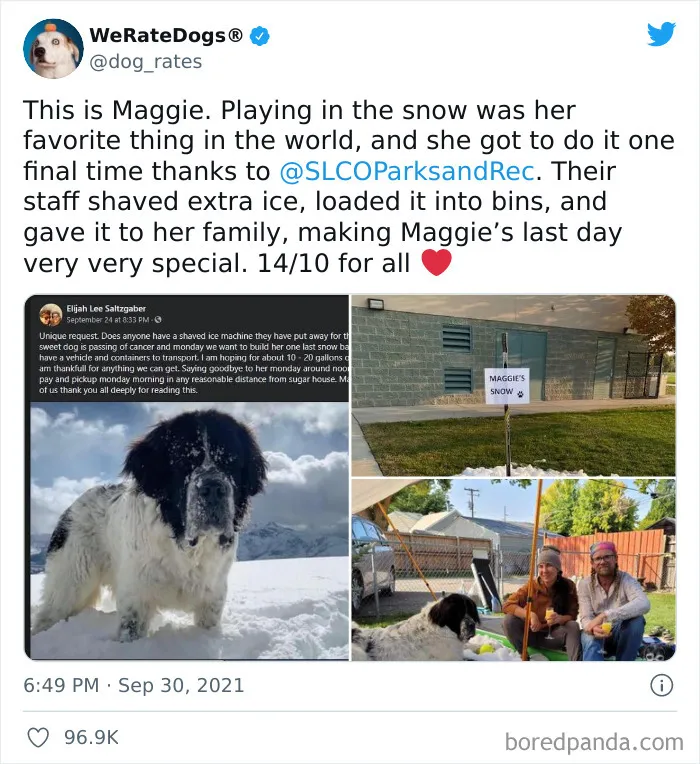 This Twitter Account Rates People's Dogs And It's Hilarious (50 New Pics)