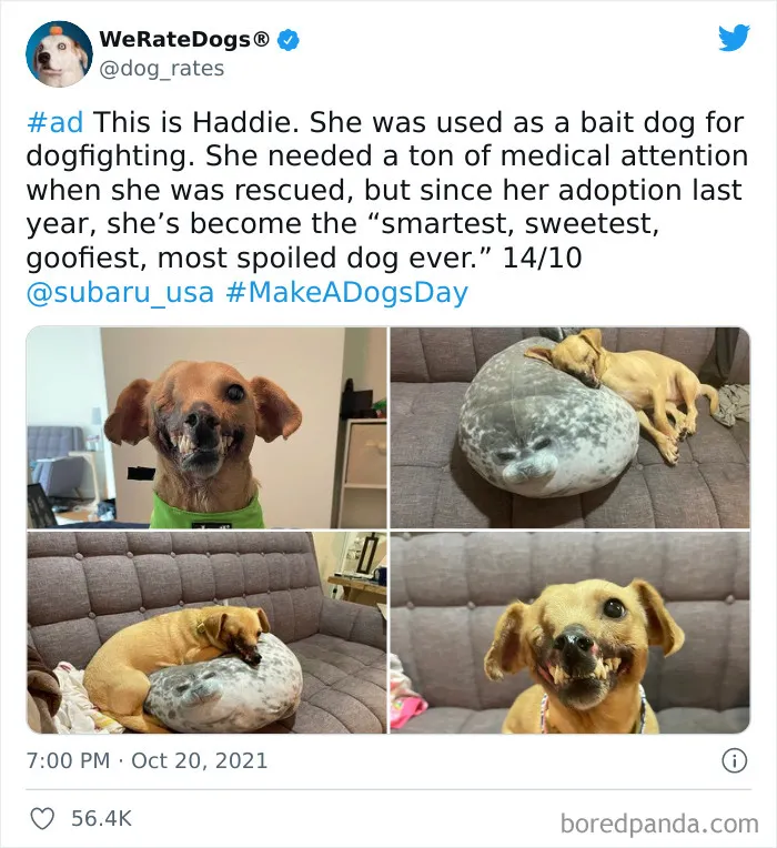 This Twitter Account Rates People's Dogs And It's Hilarious (50 New Pics)