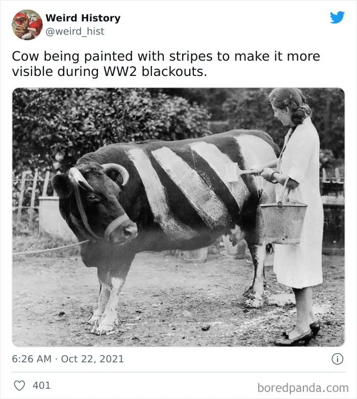Woman painting stripes on a cow during WWII blackouts, showcasing a weird history fact for history and trivia lovers.