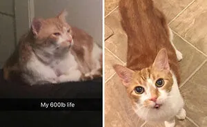 30 Former Chonks That Lost The Weight And Look Great Now