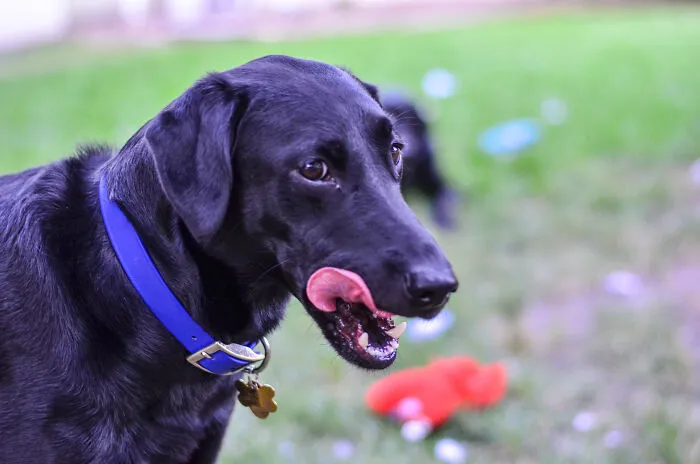 “What’s That One Disgusting Thing That Everybody Except You Seems To Like?” (35 Answers)