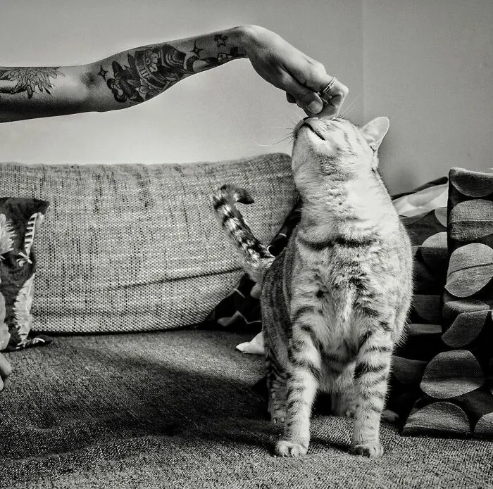 Catisfaction: I Captured These 34 Beautiful Moments Of Happy Cats (New Pics)