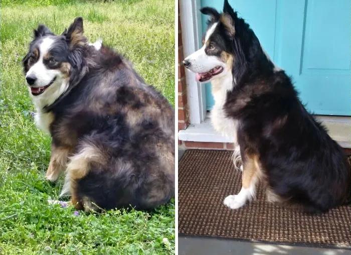 Sookie Progress: 90% Dechonkified. Started Fostering Her 7 Months Ago After She Was Abandoned From A Puppy Mill Operation At 74lbs. We Adopted Her A Month Ago And Is Now At 48lbs!