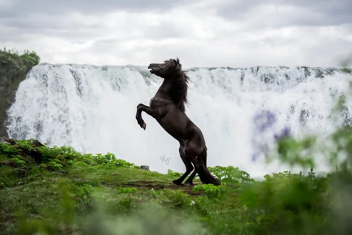 35 Pictures Of Beautiful Horses I Captured In Wild Icelandic Scenery (New Pics)