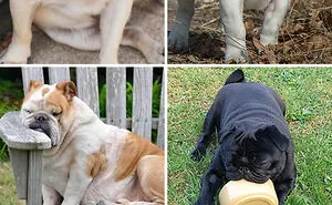 Vet Angry At So Many People Believing These Pet Breeds Are "Cute" Explains How They Are Not