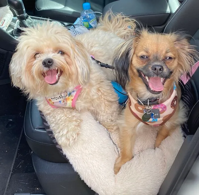 My Beautiful Doggies. Chloe And Teddy.
