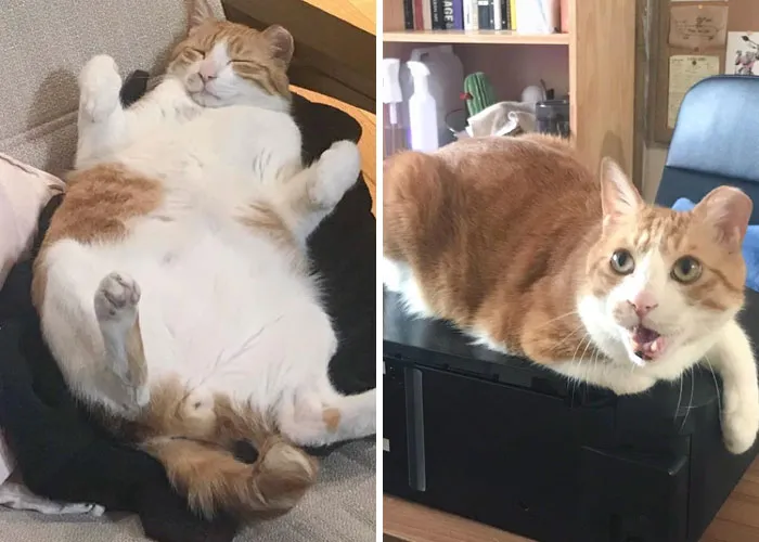 9 Months Progress - 8.2 -> 6.7 Kg!