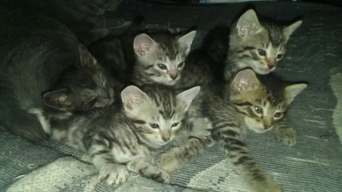Mookie's First Litter With Chibs Babysitting