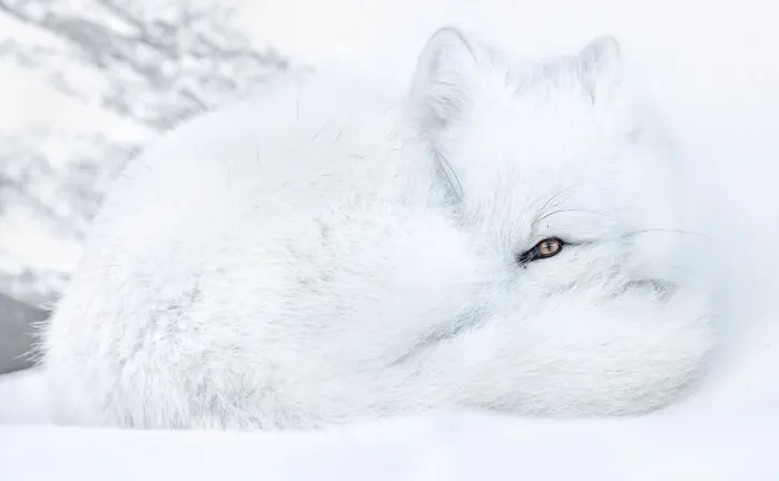 El ojo vigilante, los animales en su entorno