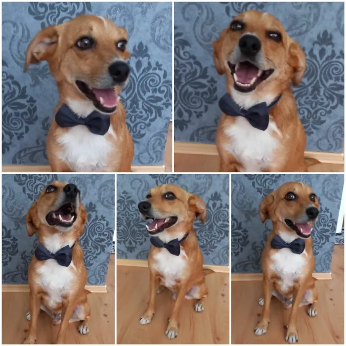 Dobby Is Ready For A Party!