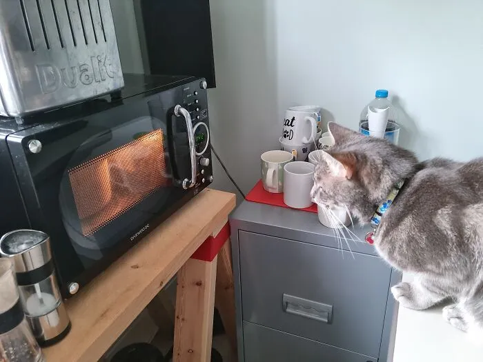 This Little Fluffer Watching The Telly