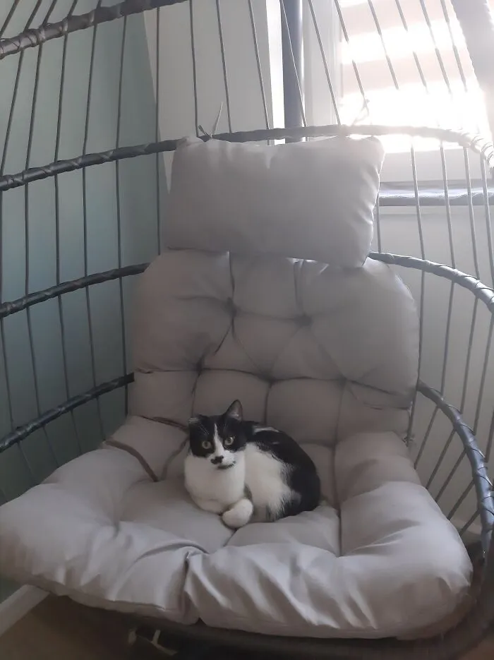 I Adopted A Female Cat With Amputated Tail And Half Ear. She Was Found In A Car's Engine While She Was Probably Looking For Warm Shelter