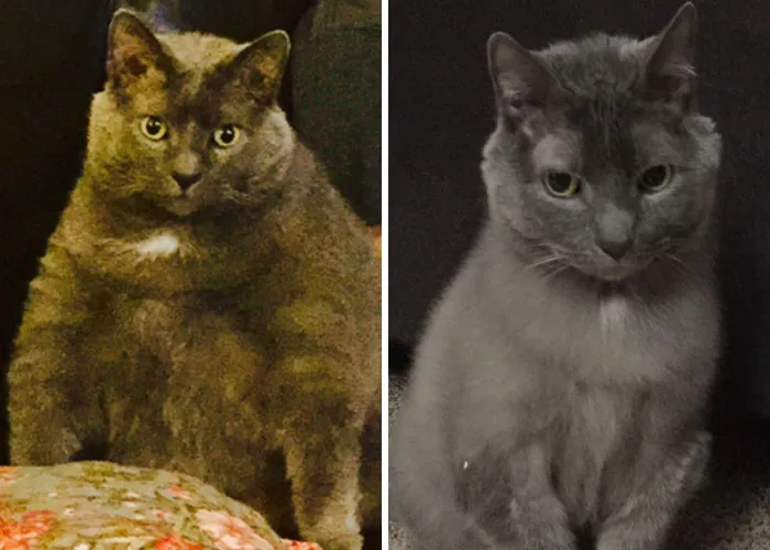 Chonk To Dechonk: Gary’s Workout Plan... Food And Water On Separate Levels Of The House