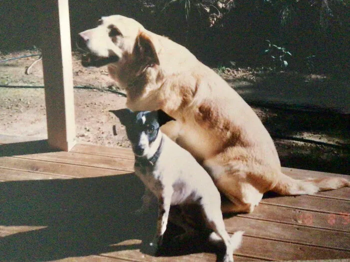 Daisy The Lab, And Polly The Foxie,  Miss Them So Much.
