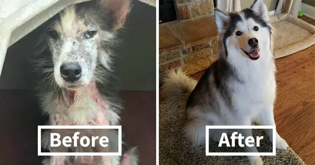 Adoption Storie: See Sylvie The Rescue Dog's Heartwarming Transformation
how Happy Does Little Sylvie Look Now?