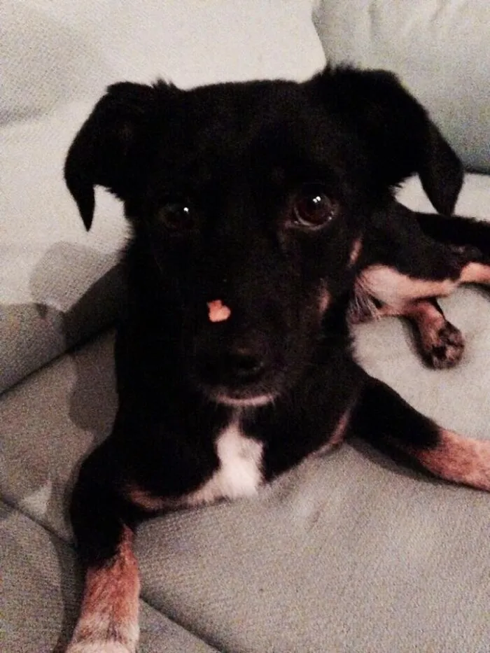 My Soulmate Milka A Rescue Pup From Berlin/Germany