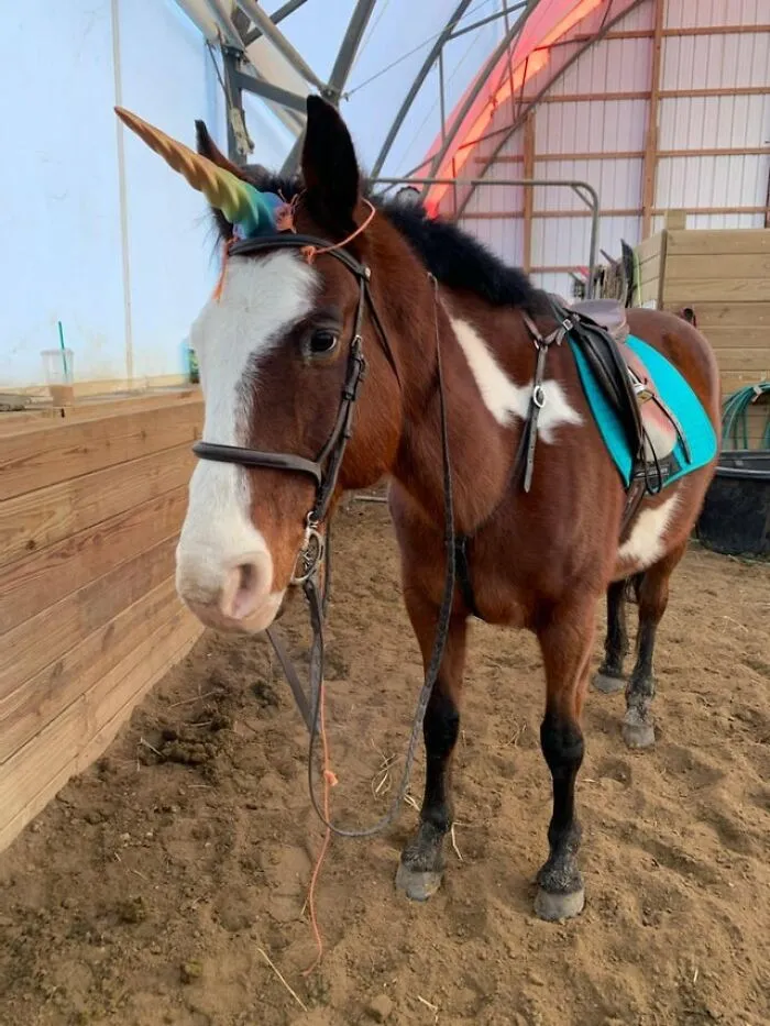 As Requested, Here's Mack With His Pla Unicorn Horn
