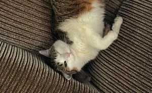 Hey Pandas, Post The Funniest Picture Of Your Pets (Closed)