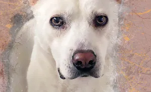 I Help Find New Homes For Heroic Blood Donor Dog And 17 Other Dogs In Need