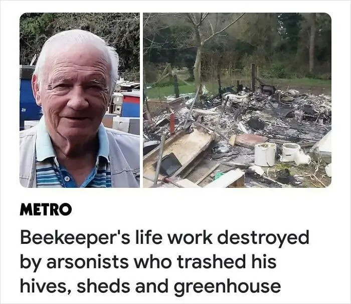He Spent 20 Years Breeding A Super-Bee That Could Survive Attacks From Mites That Kill Millions Of Bees Worldwide
