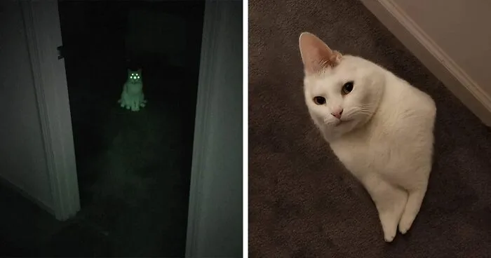 People Are Submitting Pics Of Their Pets To This Instagrammer, And She Gives Them Hilarious Makeovers (58 New Pics)