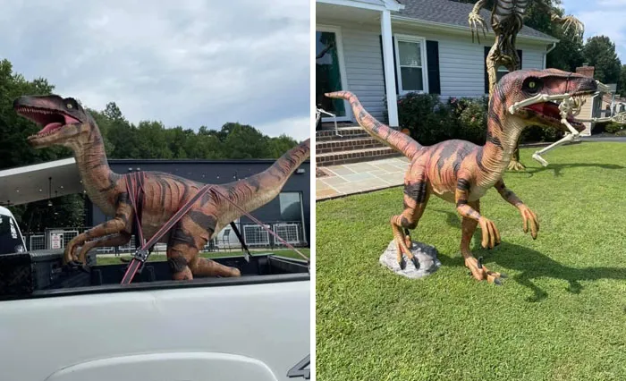Found A Life Size (5ft Tall) Resin Velociraptor On Marketplace In Richmond Va. Couldn’t Pass It Up For $300.  He’s In Our Halloween Display Right Now Which Is Not Completely Done