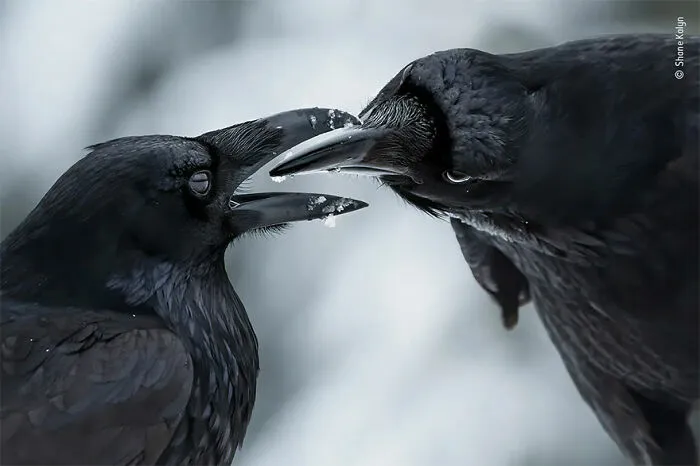Ganadora en la categoría “Comportamiento: Pájaros”: “Contacto íntimo” por Shane Kalyn
