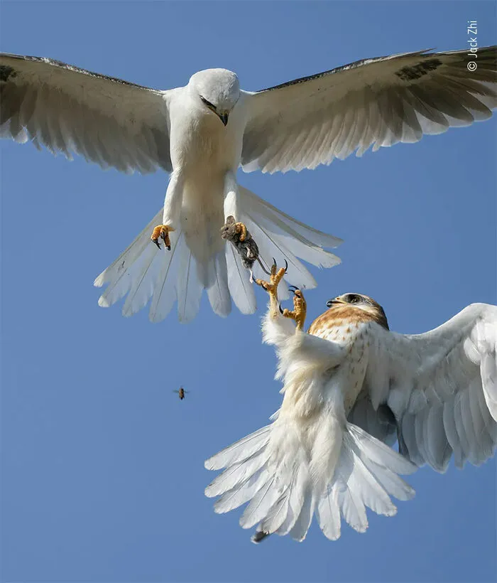 Mención de honor en la categoría “Comportamiento: Pájaros”: “En juego” por Jack Zhi