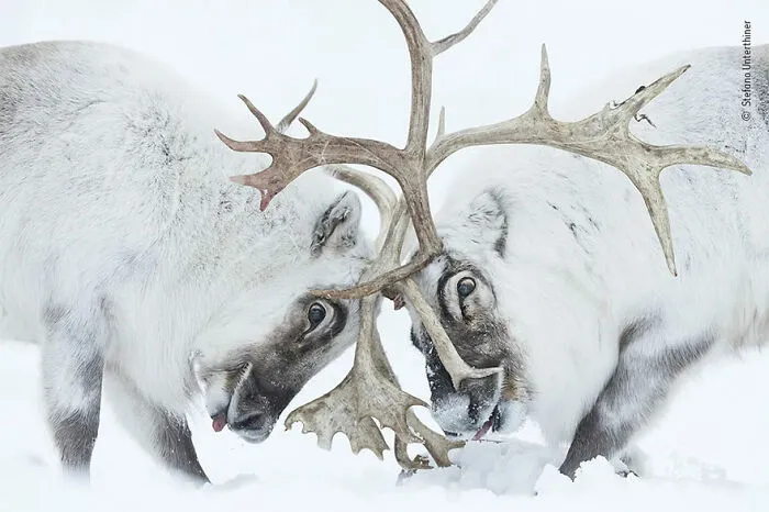 Ganadora en la categoría “Comportamiento: Mamíferos”: “Cabeza a cabeza” por Stefano Unterthiner