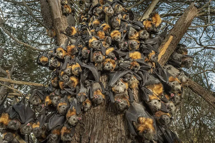 Highly Commended. Behaviour: Mammals: 'A Deadly Huddle' By Douglas Gimesy