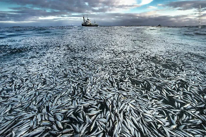 Highly Commended. Oceans - The Bigger Picture: 'Net Loss' By Audun Rikardsen