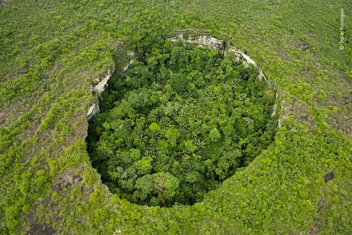 Mención de honor en la categoría “Plantas y hongos”: “Selva fantástica” por Daniel Rosengren