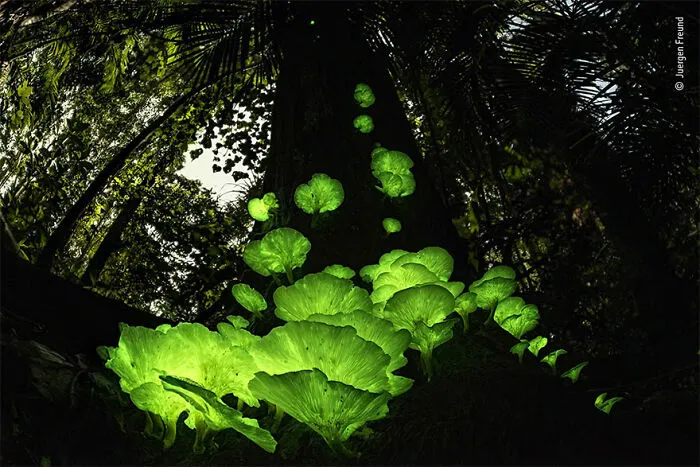 Mención de honor en la categoría “Plantas y hongos”: “La magia de las setas” por Juergen Freund
