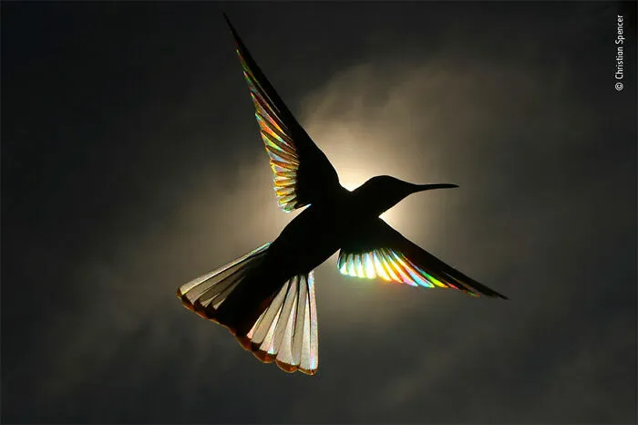 Mención de honor en la categoría “Arte natural”: “Encanto” por Christian Spence