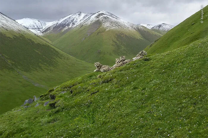Mención de honor en la categoría “Animales en su hábitat”: “El verano de los leopardos de las nieves” por Xiaoyun Luo