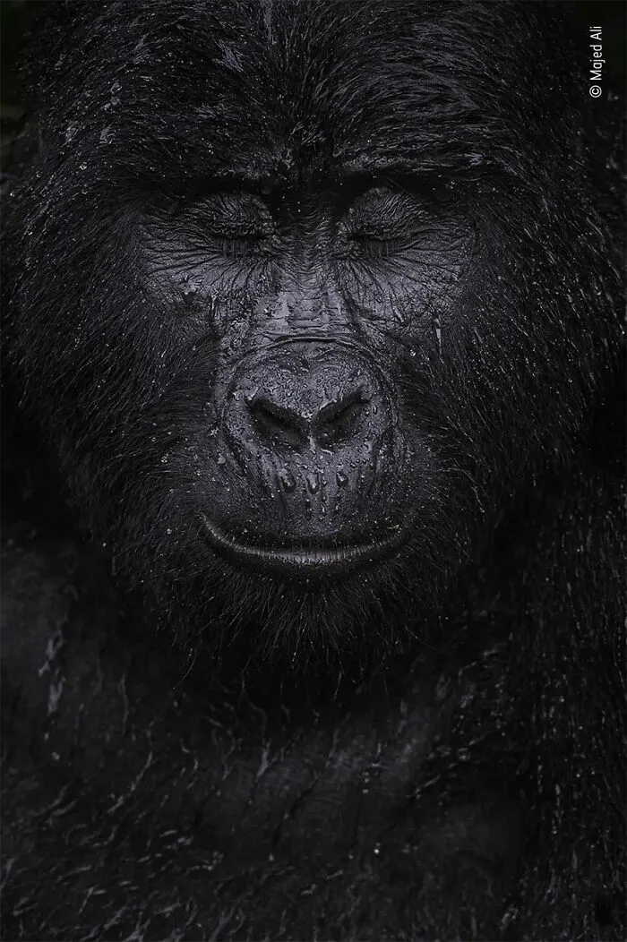 Ganadora en la categoría “Retrato animal”: “Reflexión” por Majed Ali