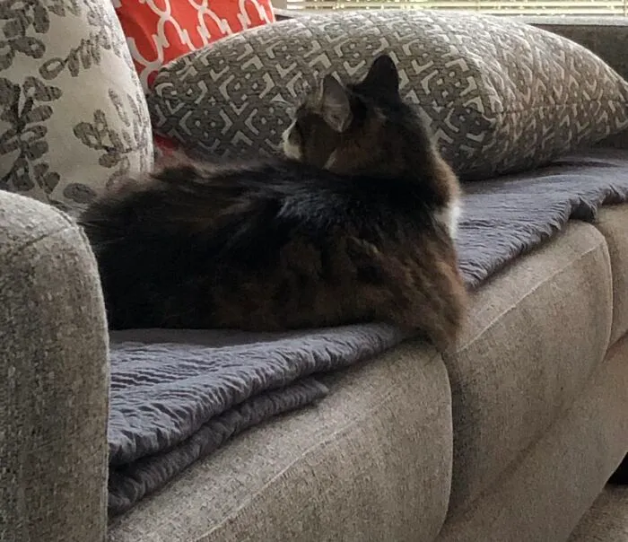 Fluffy Girl