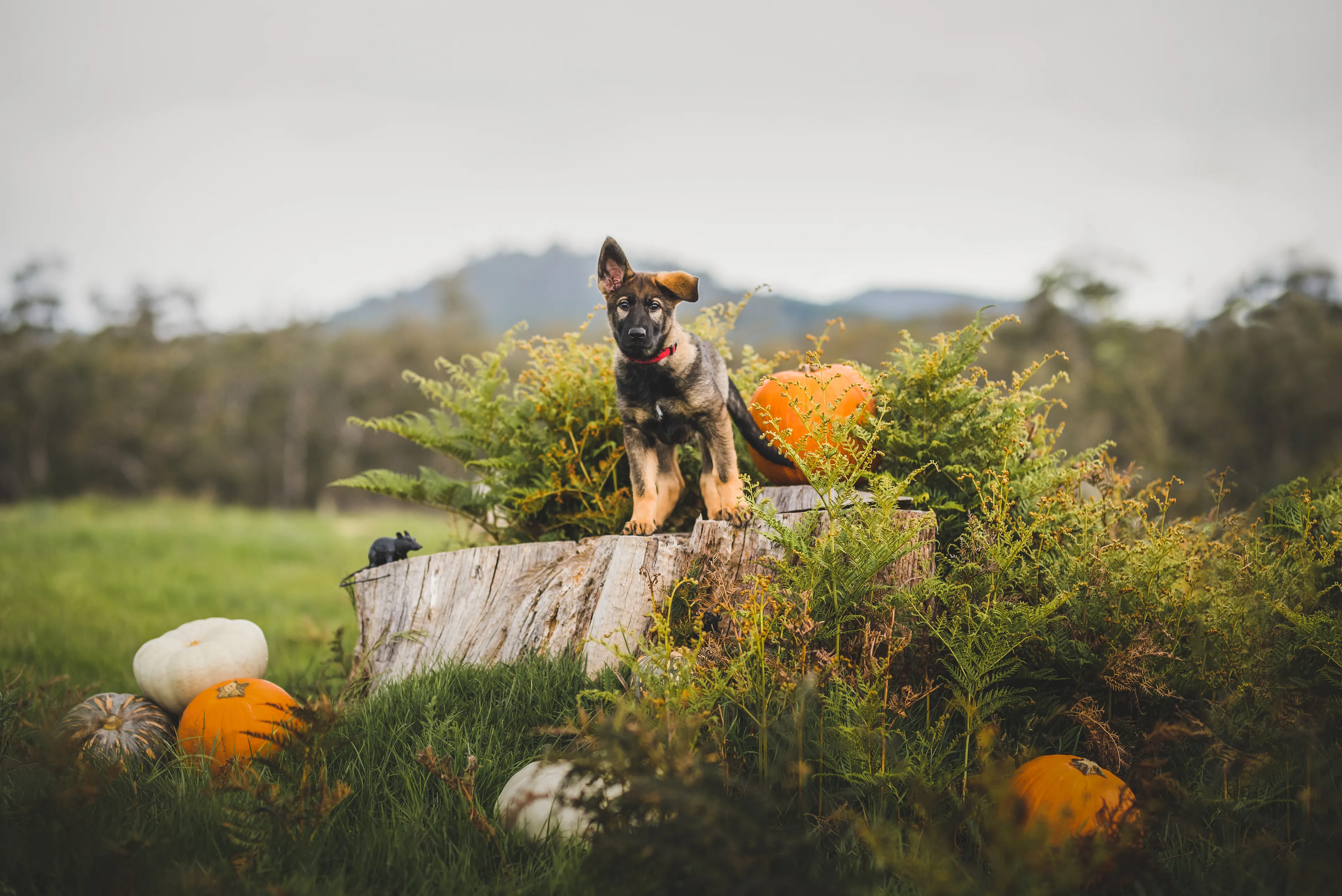 German Shepherd Puppy Halloween Photos
