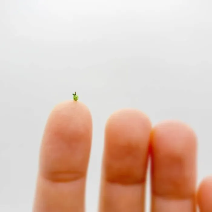 This Artist Started Micro Crocheting As An Experiment, And Now She Creates Tiny Animals And Plants Using Needle And Thread (70 Pics)