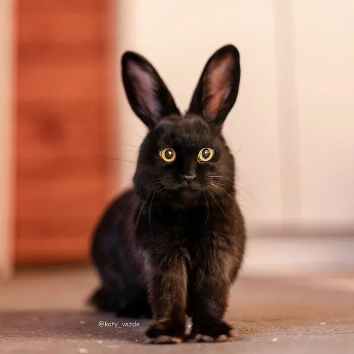 Person Shows What Everything Would Look Like If It Had A Cat’s Face And The Result Is Funny Yet Disturbing (98 New Pics)