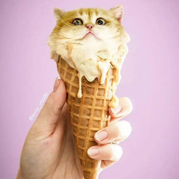 Person Shows What Everything Would Look Like If It Had A Cat’s Face And The Result Is Funny Yet Disturbing (98 New Pics)